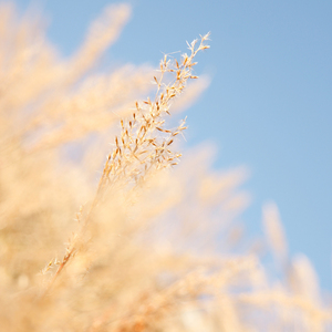 美艳yin荡狐妖采补榨干
